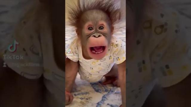 Title card image for video titled Benjamin is the new Son Of Kong! #kingkong #godzillavskong #orangutan