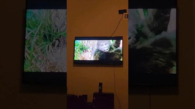 Title card image for video titled My dad hates King Kong Lives 🤣🤣 #kingkong #bigjackfilms #kingkonglives #godzillaxkong Title card image for video titled My dad hates King Kong Lives 🤣🤣 #kingkong #bigjackfilms #kingkonglives #godzillaxkong