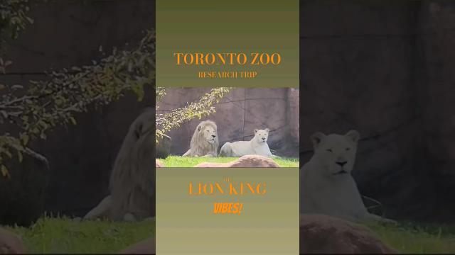 Title card image for video titled Come with me on a little safari at the #torontozoo .. #lionking #Disney #lions #Simba #circleoflife Title card image for video titled Come with me on a little safari at the #torontozoo .. #lionking #Disney #lions #Simba #circleoflife