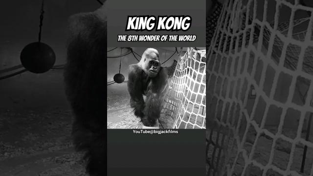 Title card image for video titled Behold! The 8th Wonder! #kingkong #torontozoo #gorillas #godzillavskong #kong #skullisland Title card image for video titled Behold! The 8th Wonder! #kingkong #torontozoo #gorillas #godzillavskong #kong #skullisland