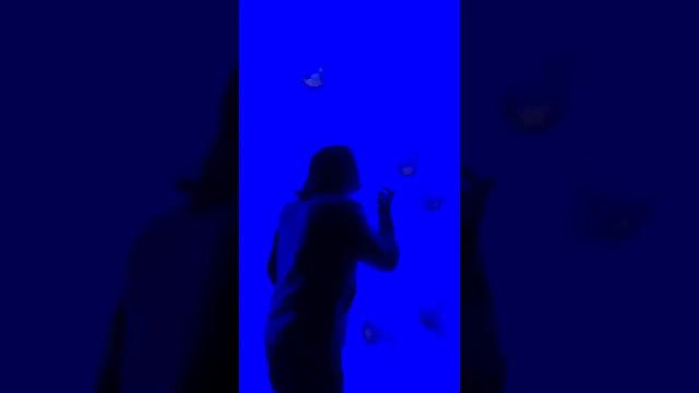 Title card image for video titled BAD SQUISHY! #bigjackfilms #findingnemo #disney #Pixar #dory #jellyfish #ripleysaquarium Title card image for video titled BAD SQUISHY! #bigjackfilms #findingnemo #disney #Pixar #dory #jellyfish #ripleysaquarium