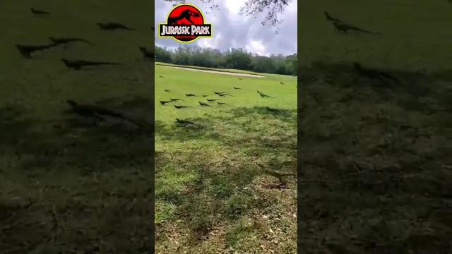 Title card image for video titled They're flocking this way... #jurassicpark #jurassicpark7 #jurassicworld #dinosaurs #bigjackfilms