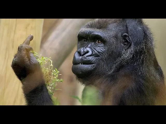 Title card image for video titled Everybody's Working For The Weekend! (ft. Kaiju Network) A BigJackFilms LiveStream!