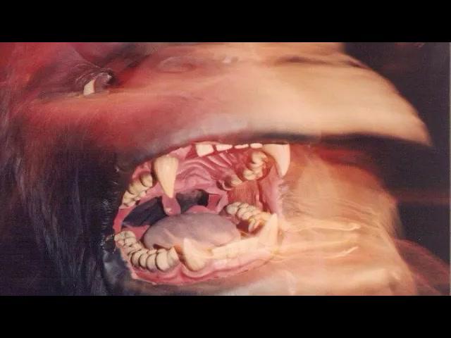 Title card image for video titled Quick Q&A! Come see us at #TorontoComicCon! A BigJackFilms Livestream!